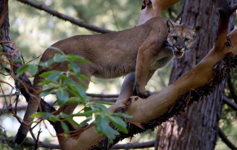 Photo 8 from FELIDAE CONSERVATION FUND